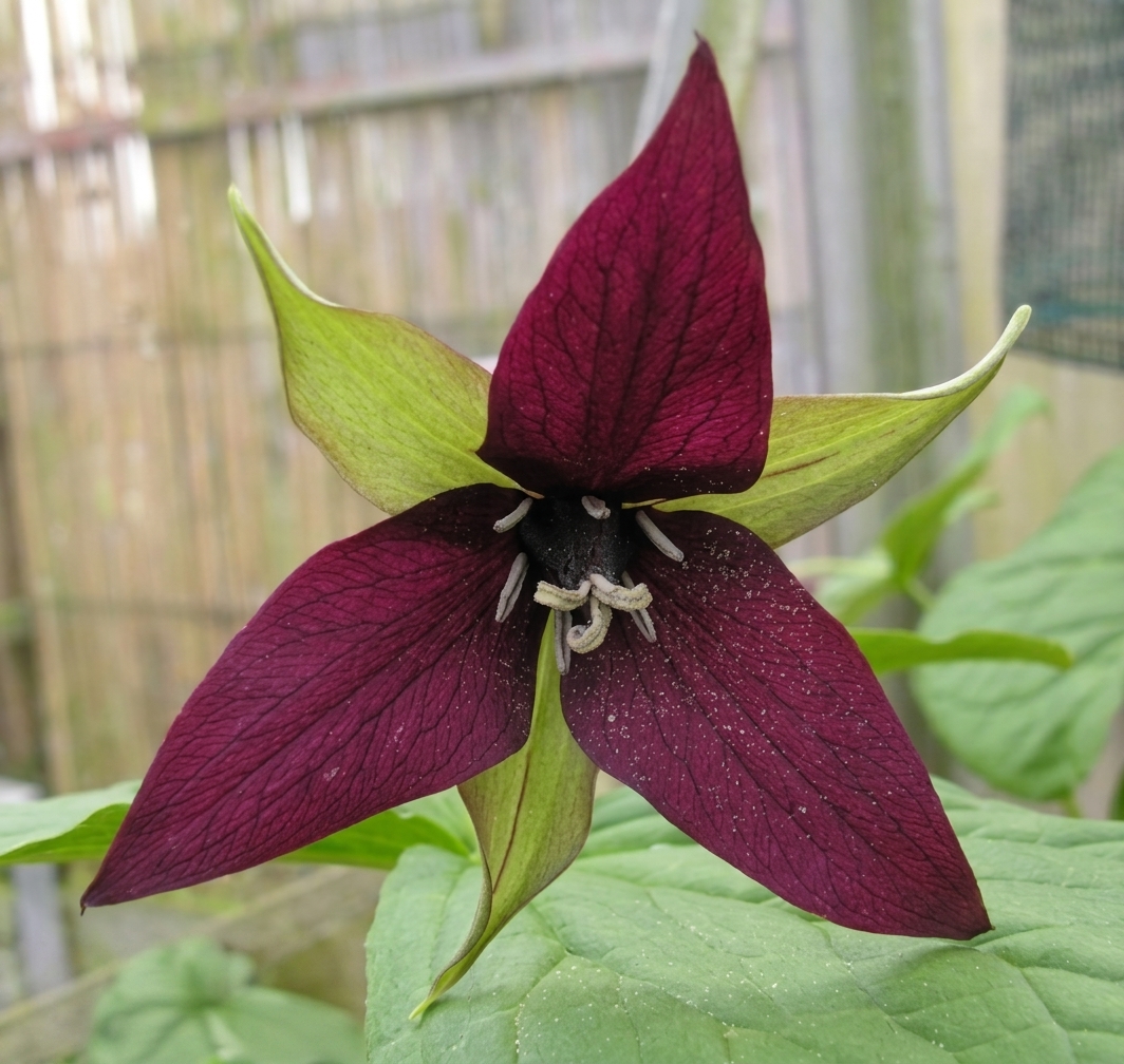 Trillium erectum  (deliver in Autumn)